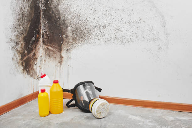 Best Toxic Mold Removal  in Haslett, MI