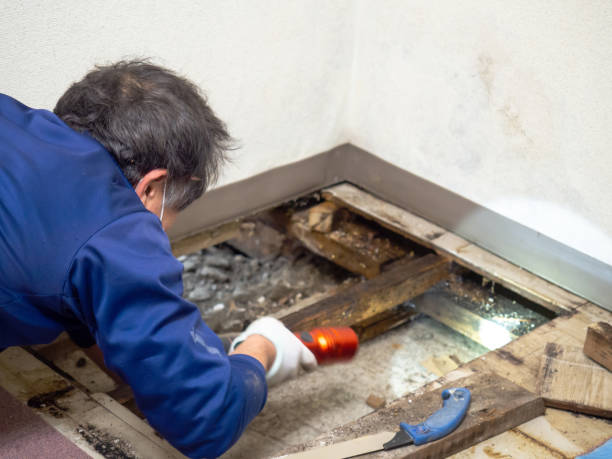 Best Water Damage Restoration  in Haslett, MI