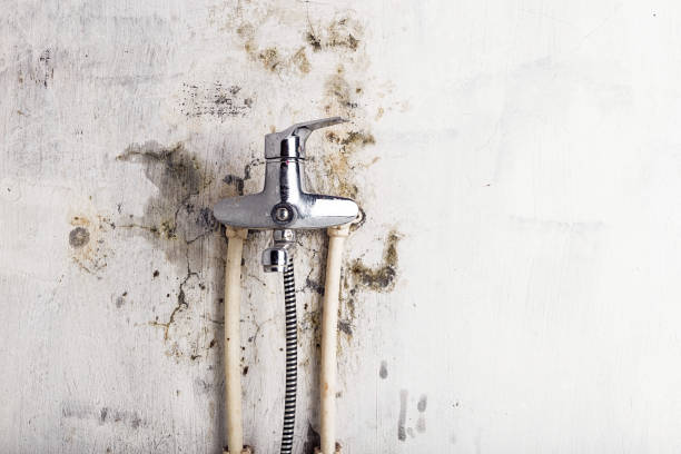Trusted Haslett, MI Mold Removal Experts