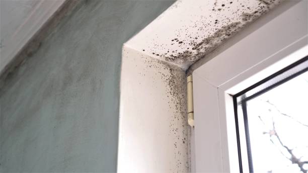 Best Professional Mold Removal  in Haslett, MI