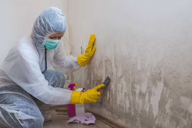 Best Mold Testing  in Haslett, MI