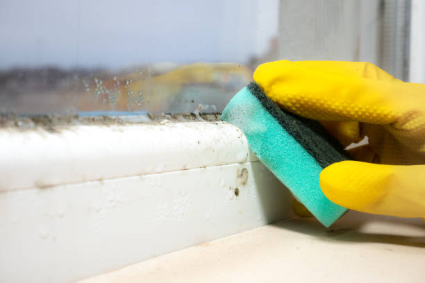 Best Certified Mold Removal  in Haslett, MI