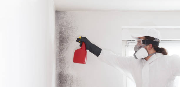 Best Mold Removal Company Near Me  in Haslett, MI