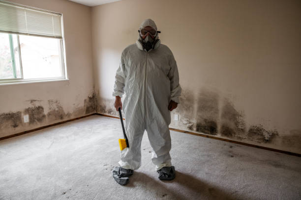 Mold Removal and Inspection in Haslett, MI