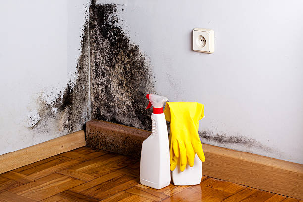 Best Office Mold Removal Services  in Haslett, MI