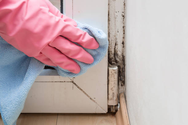 Best Affordable Mold Removal  in Haslett, MI